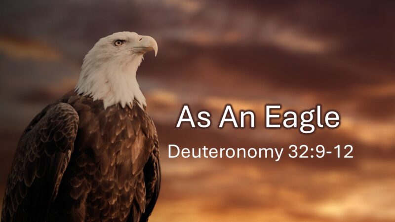 As an Eagle Image